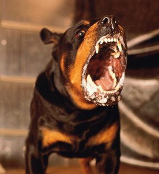 Rabies Management In The Ed St Emlyn S