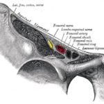 fascia iliaca