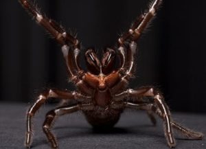 ausspider