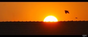 Bird Over Sunset by Scorsagra