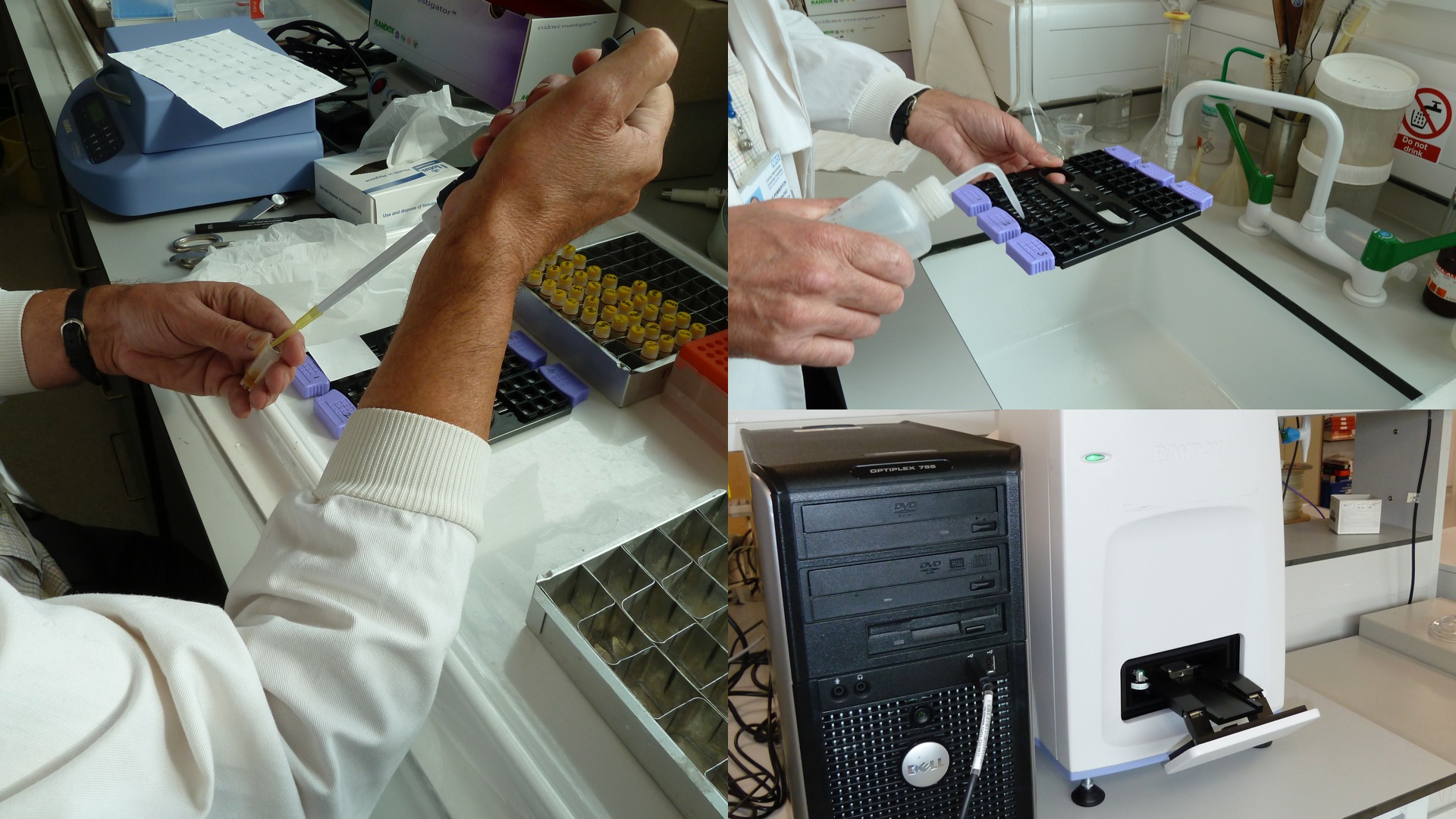 How to run an ELISA. This is Phil Pemberton ran the ELISA assay for h-FABP. Labour intensive!