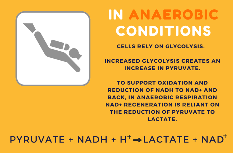 Lactate 2