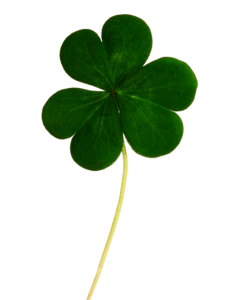 clover-883210