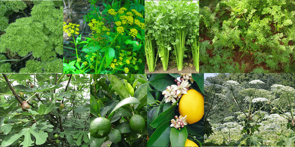 A selectio of plants that could cause phytophotodermatitis